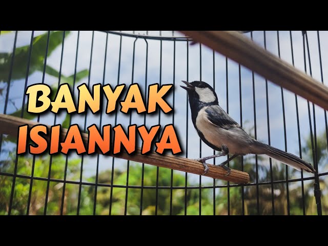 GELATIK BATU GACOR | GELATIK BATU ISIAN | PANCINGAN BURUNG GELATIK BATU class=