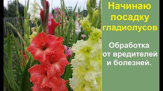 Посадка гладиолусов и обработка луковиц от вредителей и болезней. Первая посадка на смоей даче