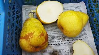 картинка: Груша бере Дюрандо