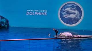 Shed Aquarium - Dolphin show