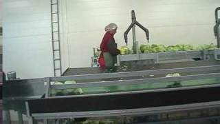 Cabbage line allroundvp