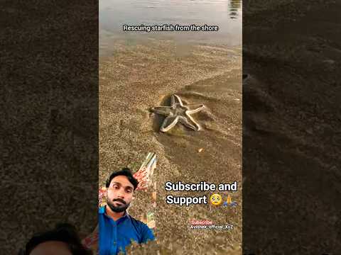 Saved Sea Small