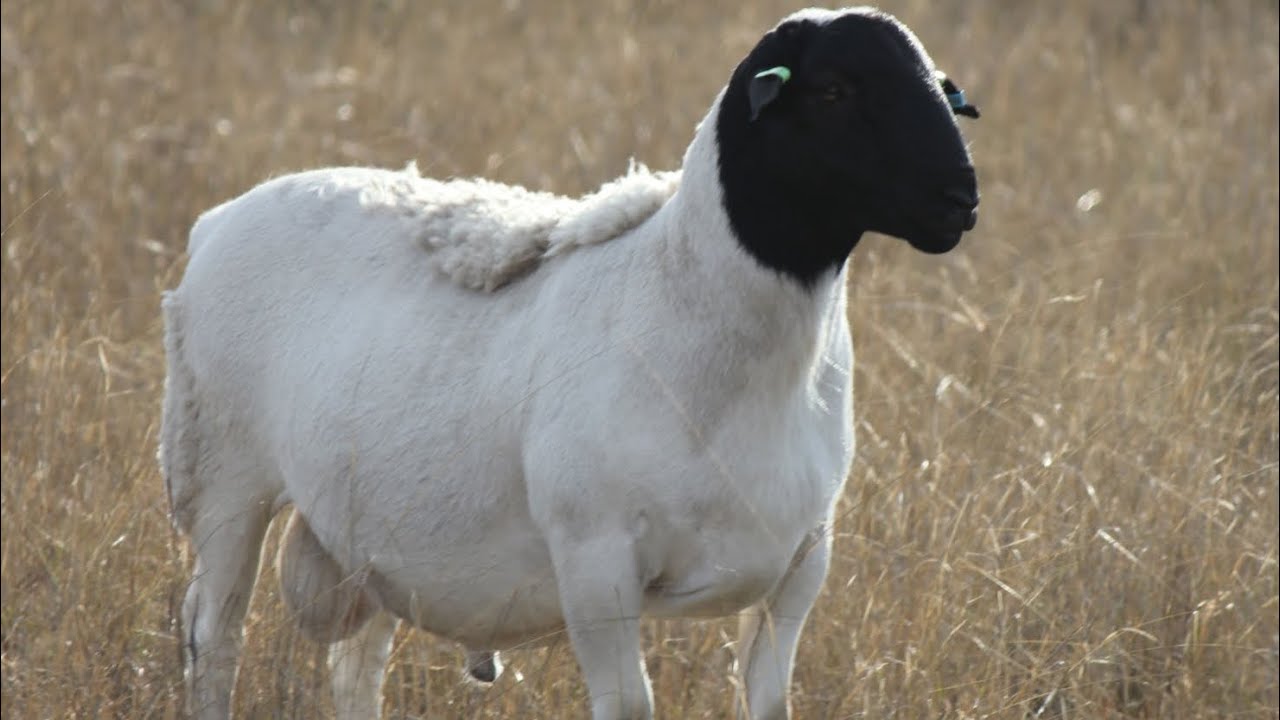 Қой терісін өңдейтін цехпен танысу