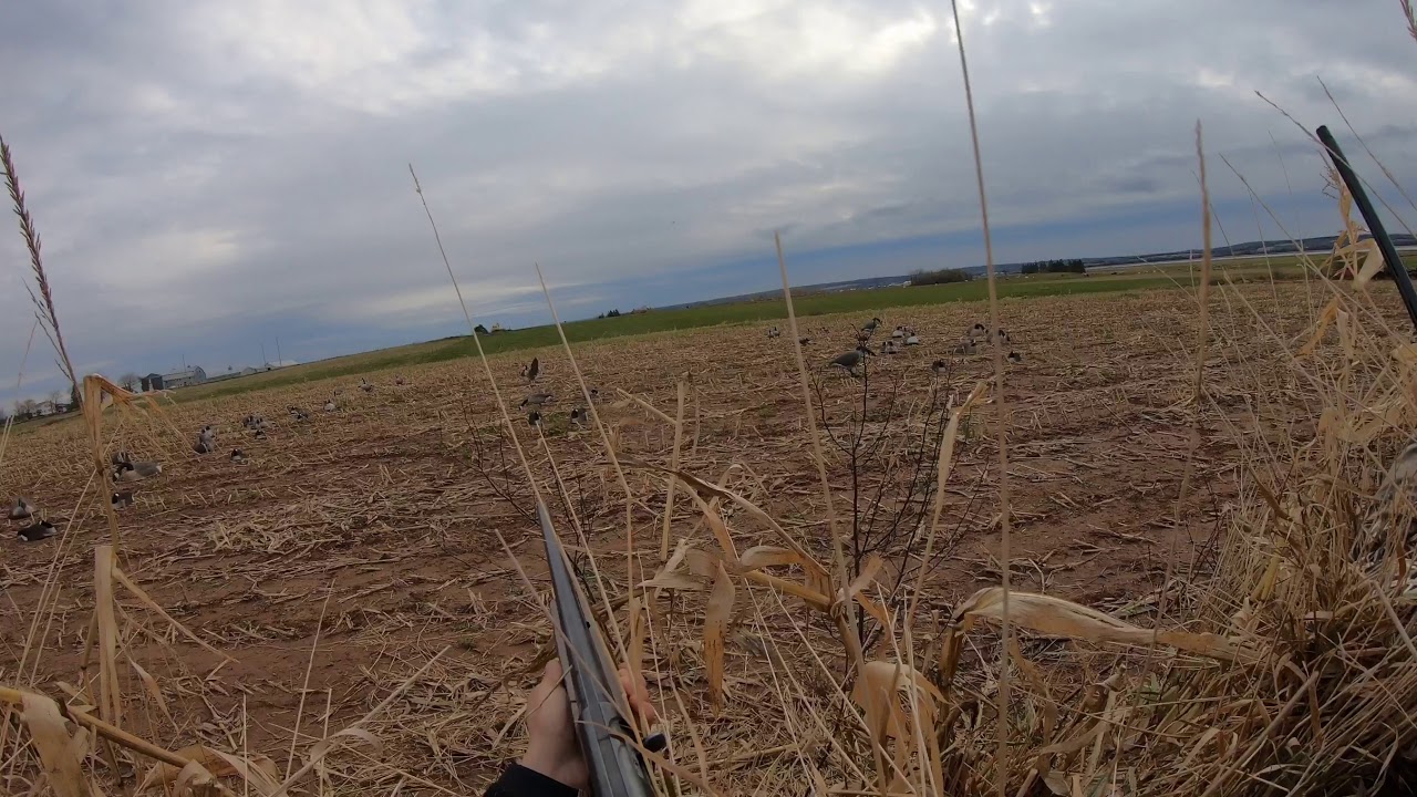 NS goose hunting YouTube