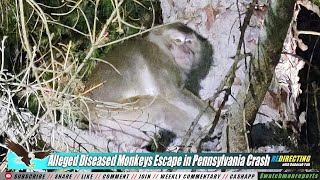 AIIeged D!seased Monkeys E s c a p e In Pennsylvania C rash - Now a woman is possibly SlCK