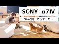 念願のSONY  α7Ⅳを購入！動画も写真も試し撮りしてみました