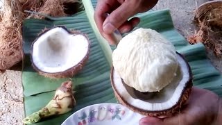 Coconut heart. inside coconut fruit. Embryo bud of a coconut tree it tastes sweet,crisp delicious. screenshot 4