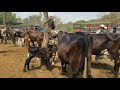 Vacas paridas en venta en San Miguel El Salvador