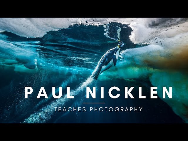 Paul Nicklen: Wildlife & Nature Photography Masterclass | Official Trailer Short II
