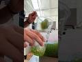 How to Make Strawberry Fruit Tea with Kiwi Boba