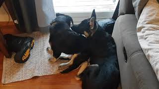 Shepherd and Husky/Mastiff mix. Peace at last.