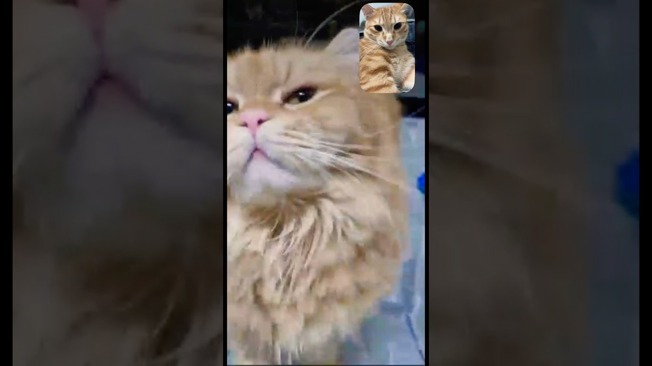 Laddu on video call with Pekku 