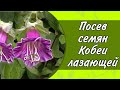 ПОСАДКА СЕМЯН КОБЕИ ЛАЗАЮЩЕЙ