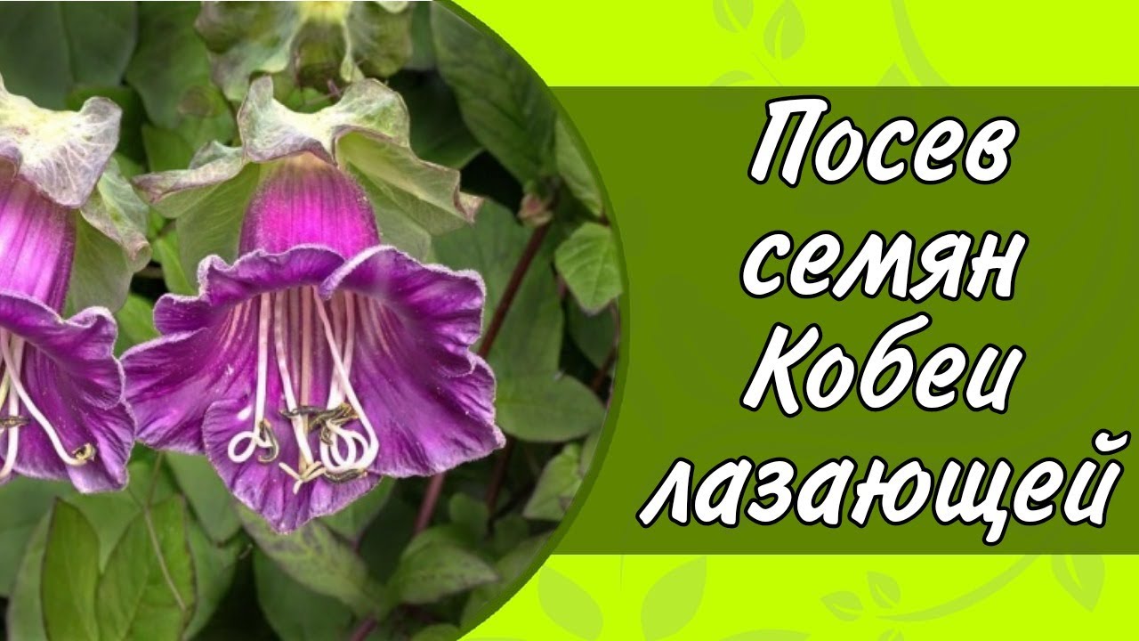 ПОСАДКА СЕМЯН КОБЕИ ЛАЗАЮЩЕЙ