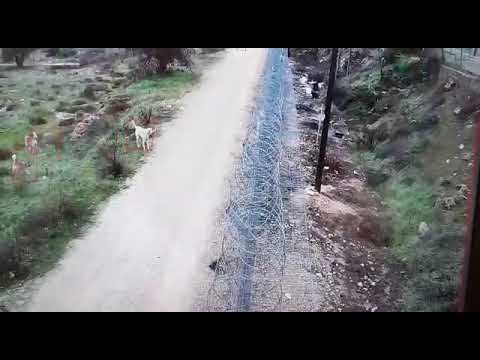 פחד מוות צעירה הותקפה על ידי להקת כלבים באיזור קריית ארבע 