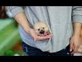 Fluffy Orange Teacup Pomeranian!! -  Teacup Puppies ♥please subscribe♥