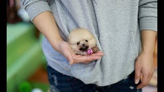 Fluffy Orange Teacup Pomeranian!! -  Teacup Puppies ♥please subscribe♥