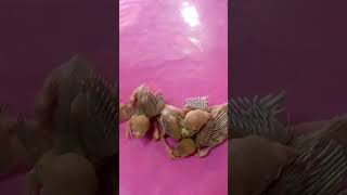 🐣❤️ Alhamdulillah, our newborn Fawn Java chicks have arrived safely.🐦 #babybirds #birds