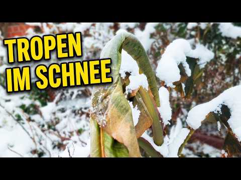 Musa basjoo ungeschützt im Schnee: Was wirklich überlebt