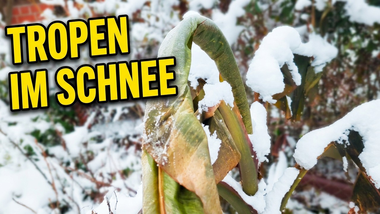 Musa basjoo ungeschützt im Schnee: Was wirklich überlebt