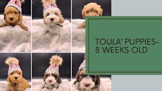A Closer Look at Toula's Puppies - Week 8 by Pine Lodge Labradoodles 67 views 4 months ago 2 minutes, 52 seconds