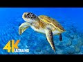 [NEW] 3 HRS of 4K Turtle Paradise - Undersea Nature Relaxation Film + Sleep Relax Meditation Music