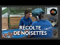 Ref:fcgAas9k6RU Rcolte de noisettes dans le nord de la vienne