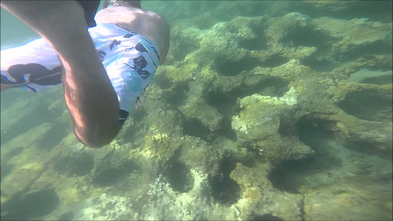 Snorkeling the Reef LauderdalebytheSea Summer 2015 YouTube