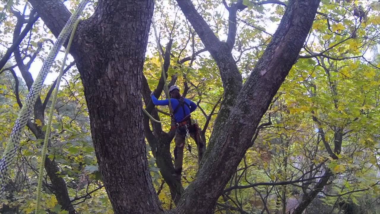 Ein Tag im Baum - Baumpflege Papenmeier Dresden