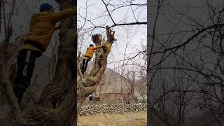 High-Skill Tree Removal by Climbing Arborist | Tight Space Challenge #treeclimber #arborist