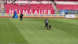 Bruno vom Hühnegrab - TSB BSZS 2024 | German Shepherd Bite Work - BSZS NÜRNBERG 2024