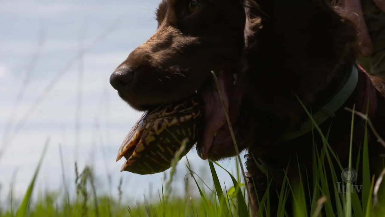 Turtle sniffing dogs