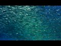 1万匹のイワシ 10,000 sardines