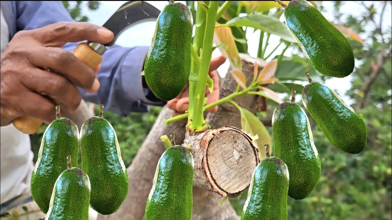 SI TU AGUACATE NO DA FRUTO O ECHA FRUTO MUY PEQUEÑO HAZ ESTO Y SE LLENARAN DE AGUACATE GRANDE RICO