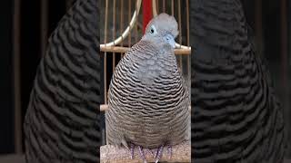 Download Lagu Perkutut Lokal Gacor Suara Paling Ampuh Untuk Pancingan Burung Perkutut Agar Bunyi MP3