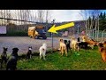 School Bus Takes Pups To Doggy Daycare Every Morning, In The Cutest Way Imaginable!