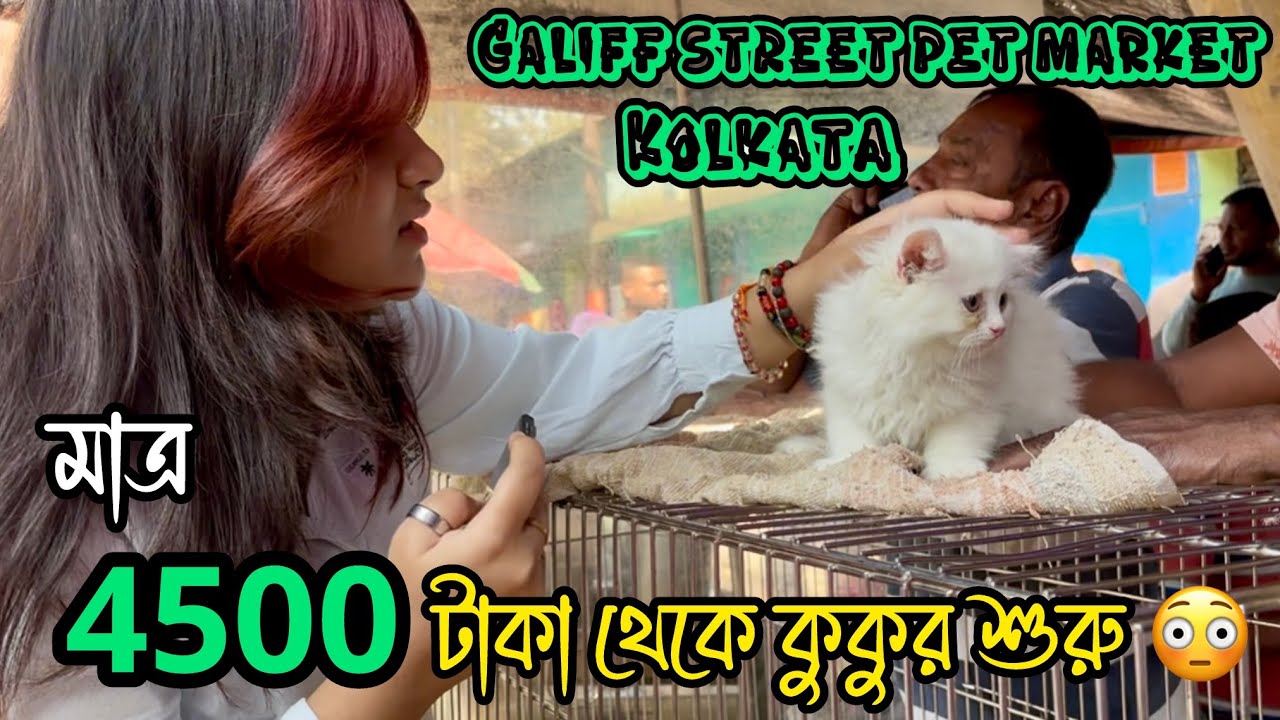 মাত্র 4500 টাকা থেকে কুকুর শুরু 😳🔥| Galiff Street Pet Market | Dog Market in Kolkata 