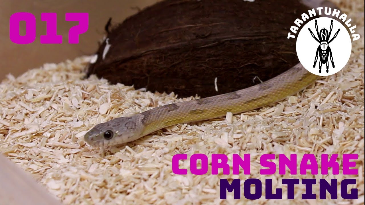 Photo inspiration: Fresh Look at 017 No Legged Tarantula Corn Snake Molting