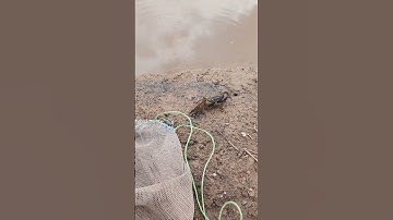 June 2, 2025 crab Fishing #crab video #new#fishing video