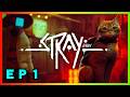 《浪貓》｜用貓人！本人貓黑！｜Stray｜ＥＰ１｜難度：無｜【花枝丸-Steam】