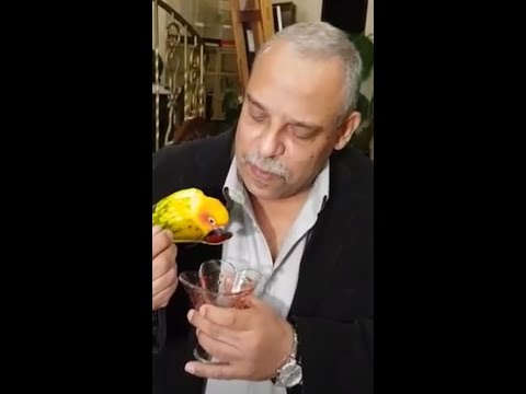 موسيقى قطرات الندى تأليف وعزف هاني نديم  