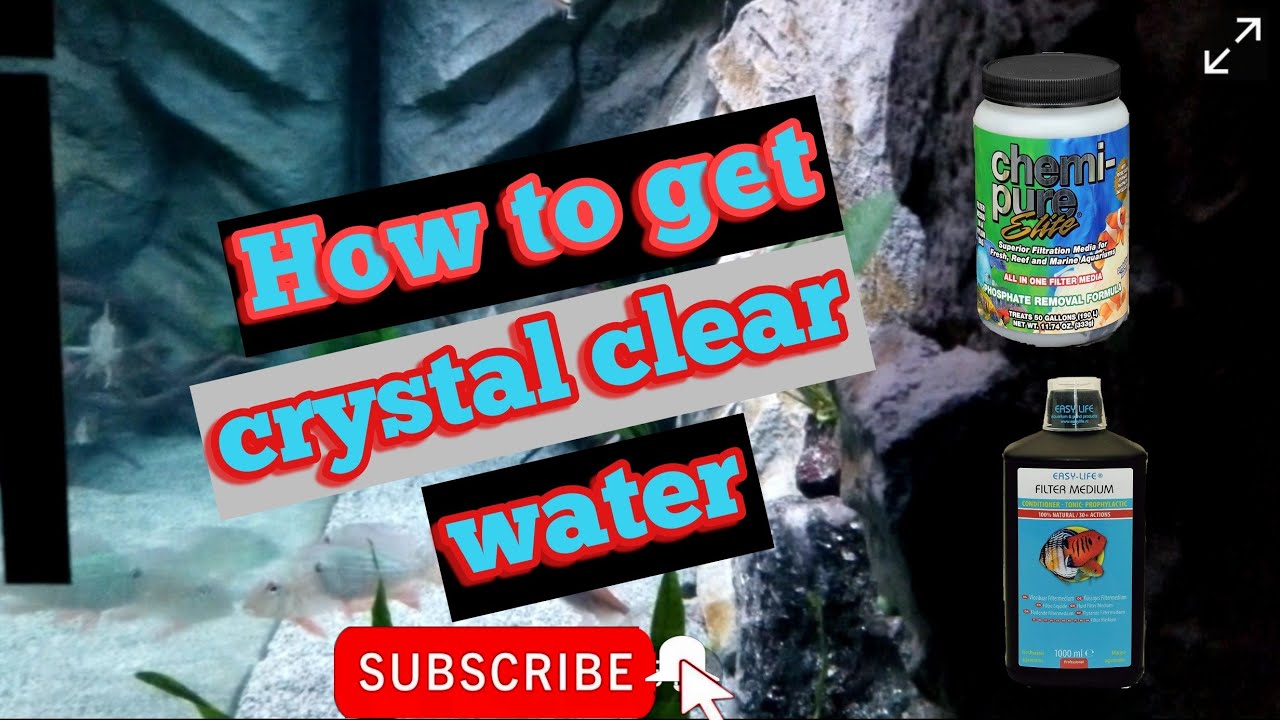 How To Get Crystal Clear Water In One Day YouTube