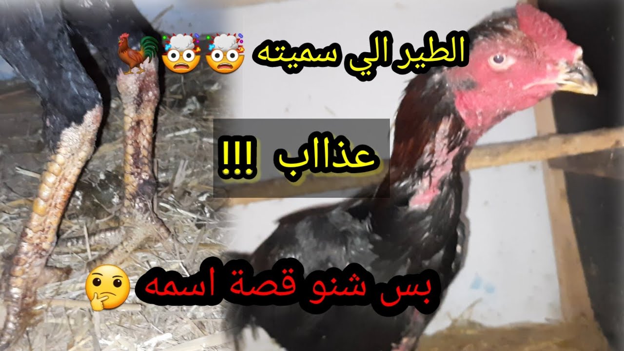 الديك الهراتي اكل لحوم الدجاج 🐓🤯 الاشرس على الاطلاق 🤯🐓