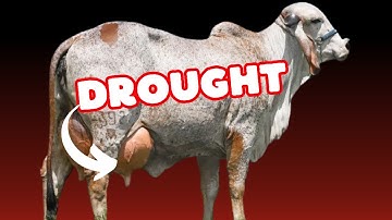 How to Plan Feeding Dairy Cows During a Drought
