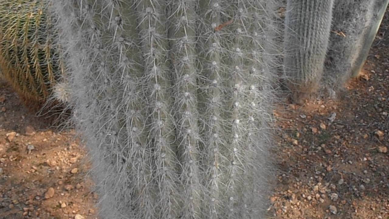 san pedro kaktus deutschland Kaktus San Pedro Künstlich - Künstliche Pflanzen
