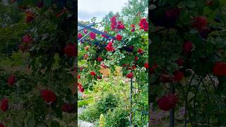 💕There is beauty in living gently. 🌸 #springgarden #roses #flowers