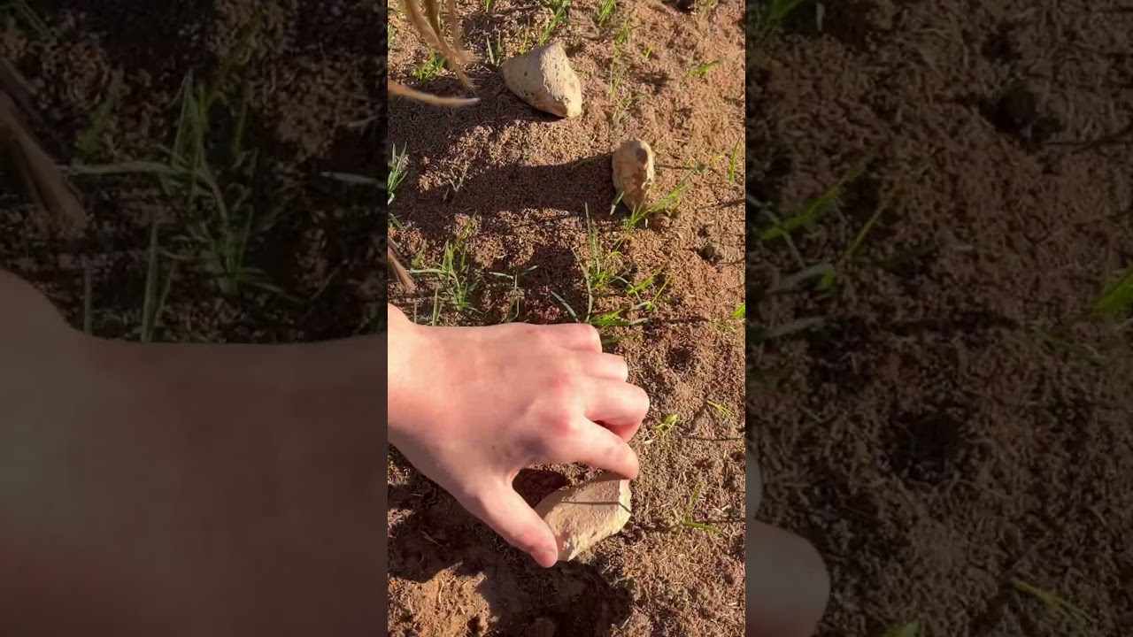 Observing fire ants build colonies to protect from weather conditions 
