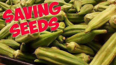 Saving Okra Seeds