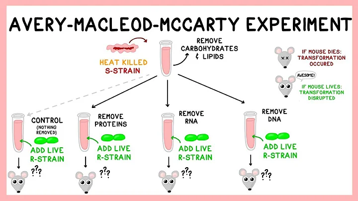 Avery Experiment: DNA as the Transforming Principle