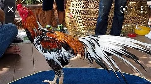 qaib aseel & qaib phab mab farming in cianjur west of java indonesia, traditional aseel murga breed